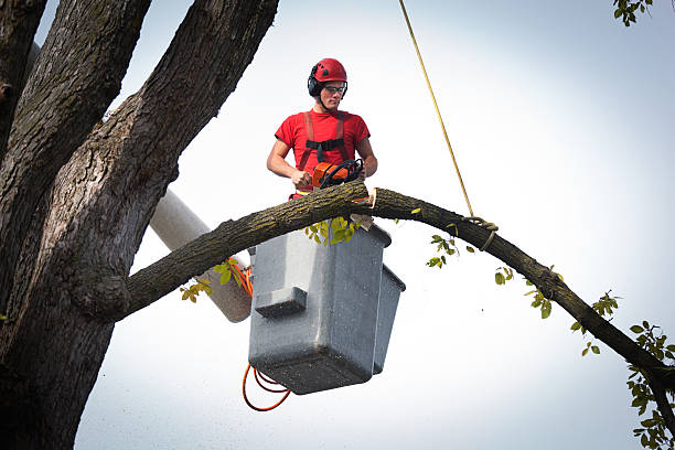 Best Tree Preservation Services  in Milan, IN