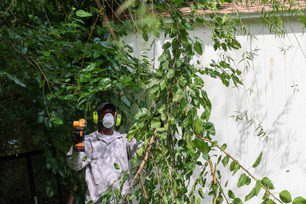 How Our Tree Care Process Works  in  Milan, IN